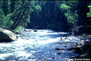 Taylor River, Gunnison National Forest